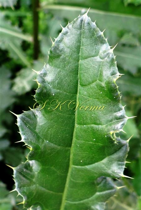  Leaf Margin